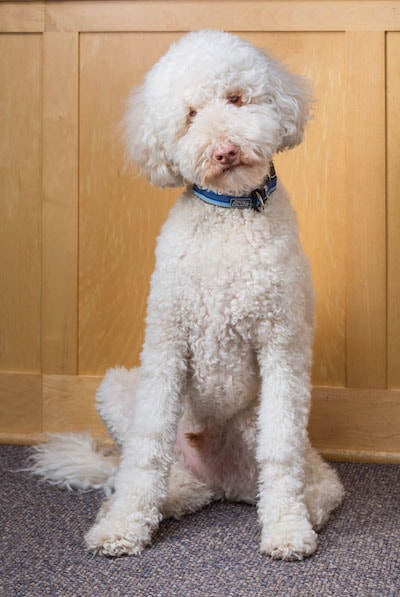 Murphy! - a large adorable poodle type dog posing with his head cocked wearing a blu collar as he is our therapy dog and part of the dental team